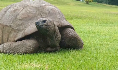 193歲「全球最老陸龜」被傳死訊是假的！還有人藉機騙加密貨幣