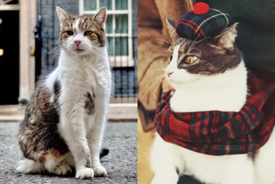 英國19歲「捕鼠大臣」發威！鏡頭前英勇滅鼠　一掃懶惰罵名