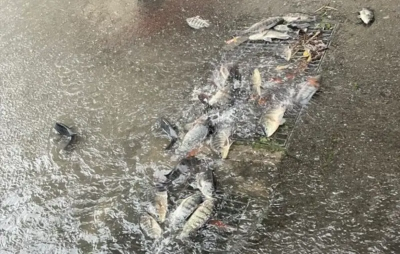 強雨轟炸苗慄釀多處淹水！排水孔被整群吳郭魚塞住　民眾搶救放回