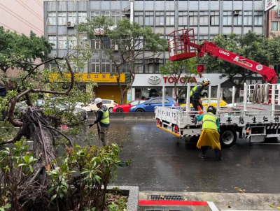 北市路樹突然倒塌！小貨車驚險閃過　後車急煞引發連環車禍