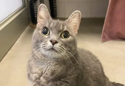 寵物用藥新制將上路遭憂恐延誤治療！防檢署：納入獸醫師可先備藥