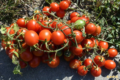 天然維他命C王小番茄價打到骨折 冰鎮開胃菜快做起來