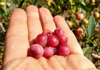 網路瘋傳「粉紅藍莓」詐騙！ 專家曝5原因難量產 青花素也比傳統低