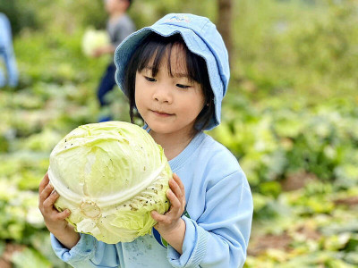 營養爆表高麗菜別再放到爛掉 這樣保存1個月不壞