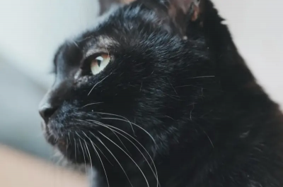 YTR黃阿瑪後宮宣布噩耗！狸貓證實16歲Soso貓離世　40萬粉絲哭爆