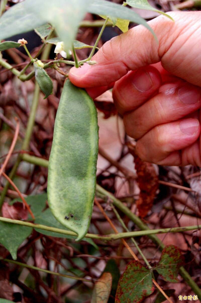 皇帝豆料理全攻略！喫對不流失營養 挑選關鍵一次懂