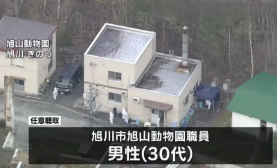 勞動節赴日注意！北海道旭山動物園棄屍案　黃金週結束前恐難重開