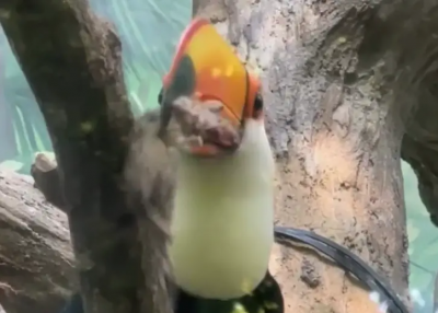 北市動物園大嘴鳥「咬老鼠」狂甩！遊客嚇壞　園方回應了：沒下肚