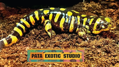鴛鴦大盜闖曼谷2動物園偷3動物！眾目睽睽撬櫃行竊　7日狼狽落網
