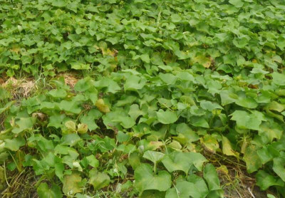 被低估健康食材 營養師：龍鬚菜這樣喫更健康