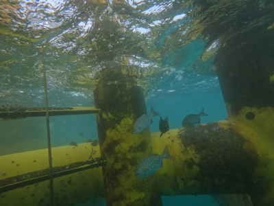 風場變魚類天堂！台電離岸一期獲首波海洋有效保育區認定