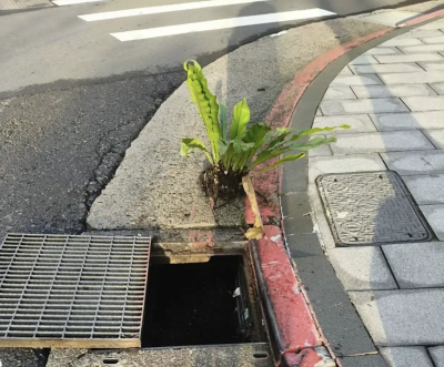 側溝怎會長山蘇？北市環保局竟回：種子掉入自然生長　許淑華傻眼