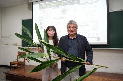 月桃葉不只包糉能抗老  興大研究證明月桃囊泡新功能