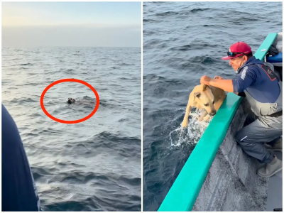 出海釣魚驚見狗在遊泳！船員秒出手大海撈汪　神救援奇蹟找回主人