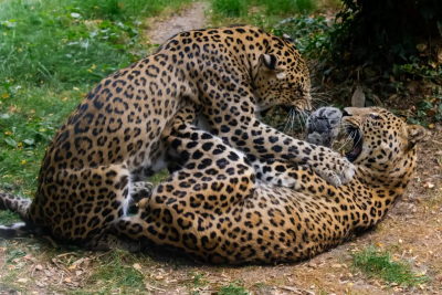 照顧8年仍被咬！荷蘭動物園女飼養員遭豹襲亡　園方：不會安樂死